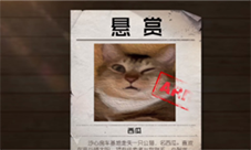黎明觉醒急寻猫咪怎么触发 任务触发攻略